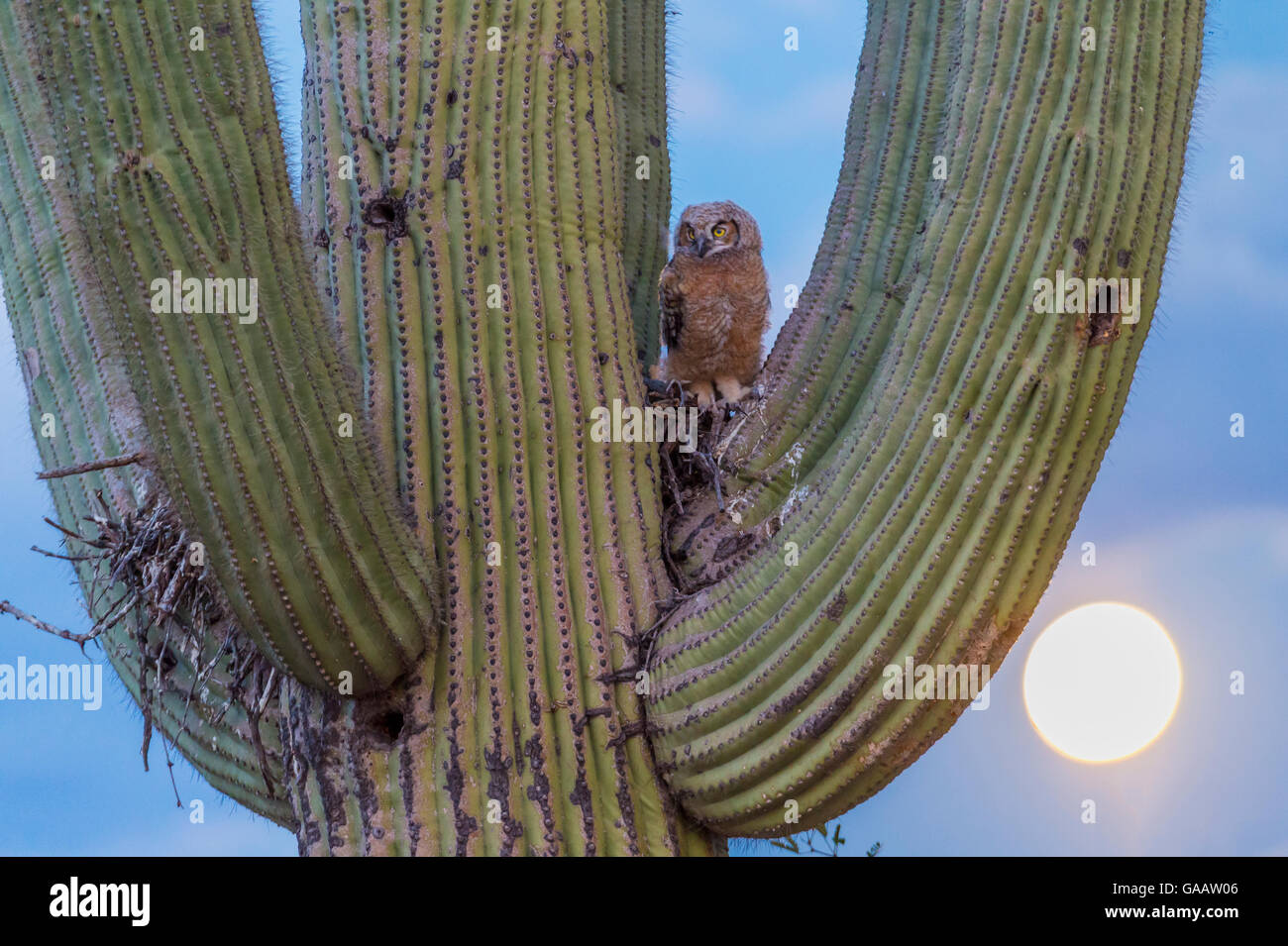 Great horned owl (Bubo virginianus) chick nesting in Saguaro cactus (Carnegiea gigantea), Santa Catalina Mountains, Arizona, USA, May. Stock Photo