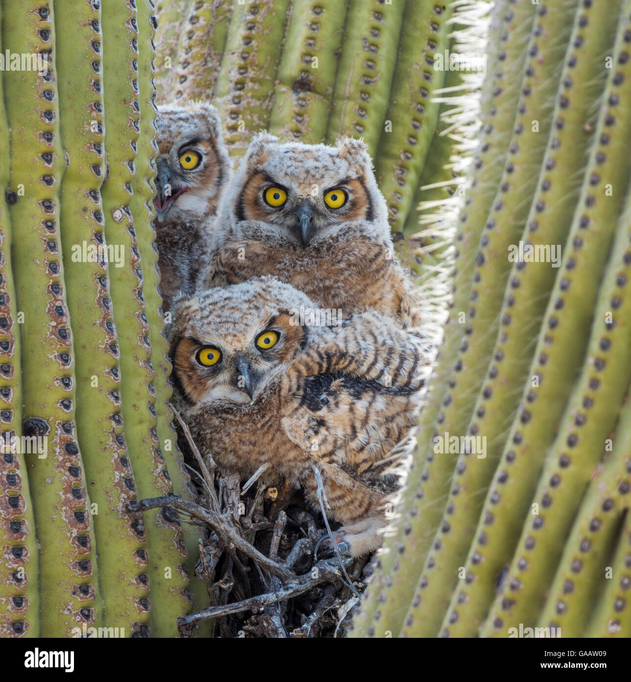 Great horned owl (Bubo virginianus) chicks nesting in saguaro cactus (Carnegiea gigantea), near Oracle, Sonoran Desert, Arizona, USA, May. Stock Photo