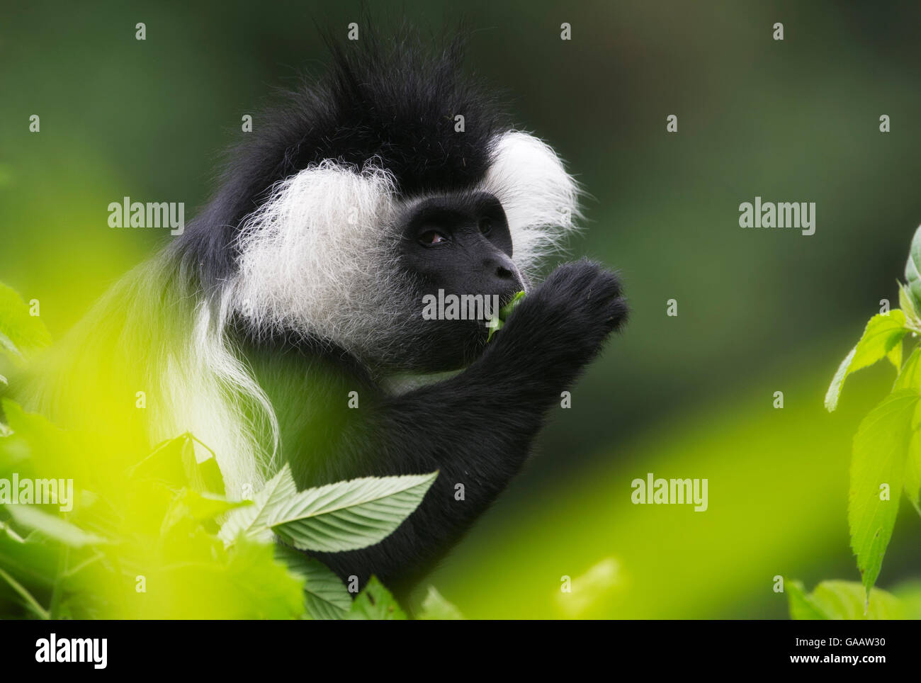 S guenon hi-res stock photography and images - Alamy