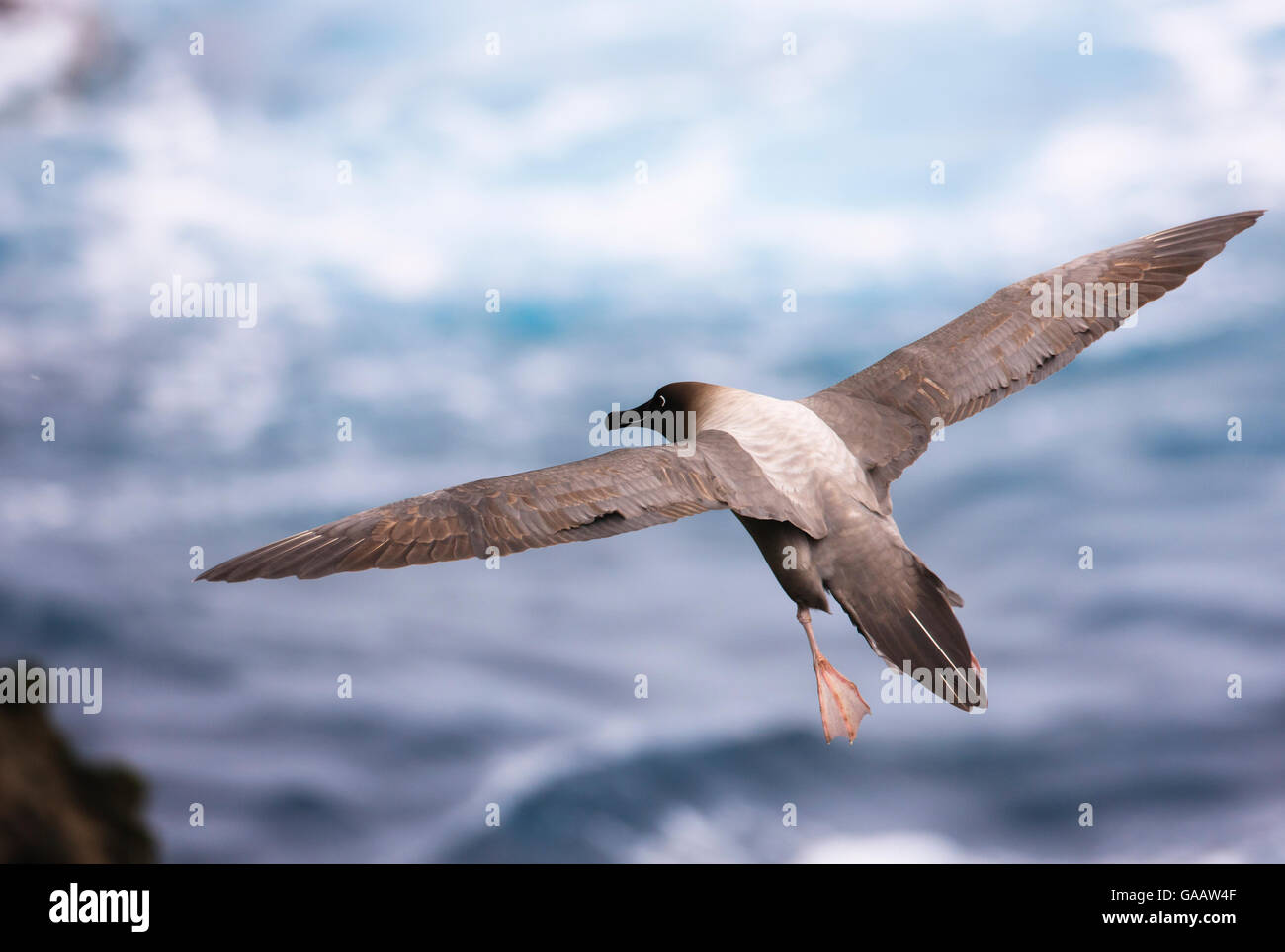 Auckland islands and albatross hi-res stock photography and images - Alamy