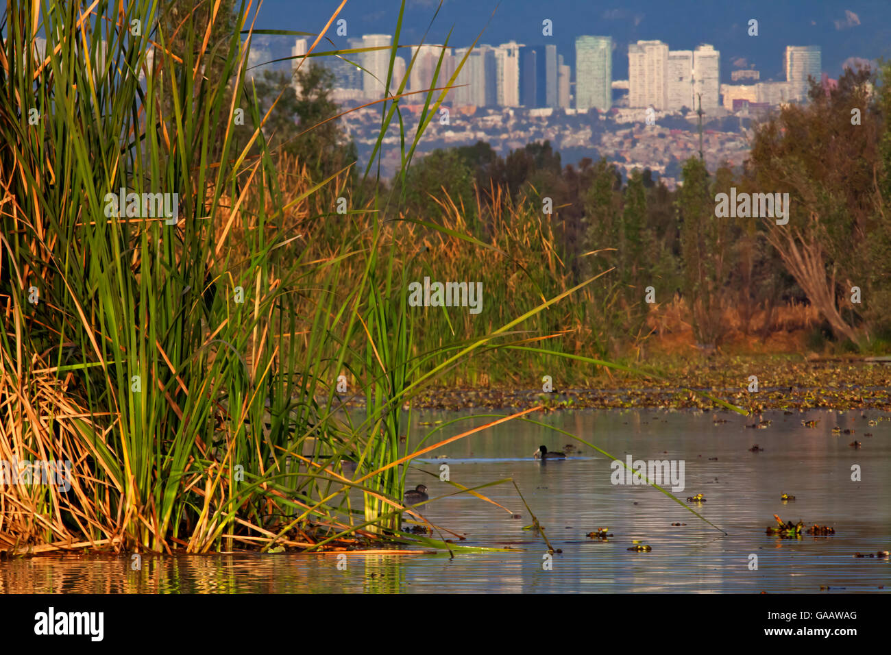 Aquatic plants (Typha sp.) with Mexico City buildings in the back