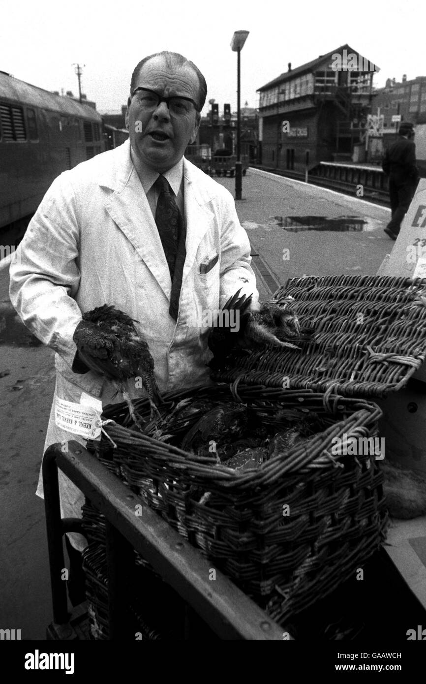 Mr Archie Grice with the first basket of grouse to arrive at King's Cross station from the Yorskhire Moors on the first day of the new shooting season Stock Photo