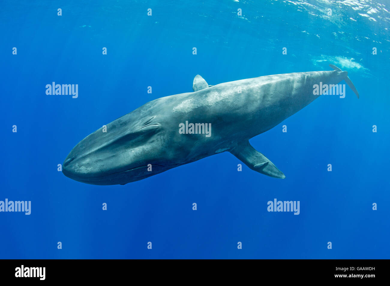 Pygmy blue whale (Balaenoptera musculus brevicauda) Mirissa, Sri Lanka, Indian Ocean. Endangered species. Subspecies of Blue Whale. Stock Photo