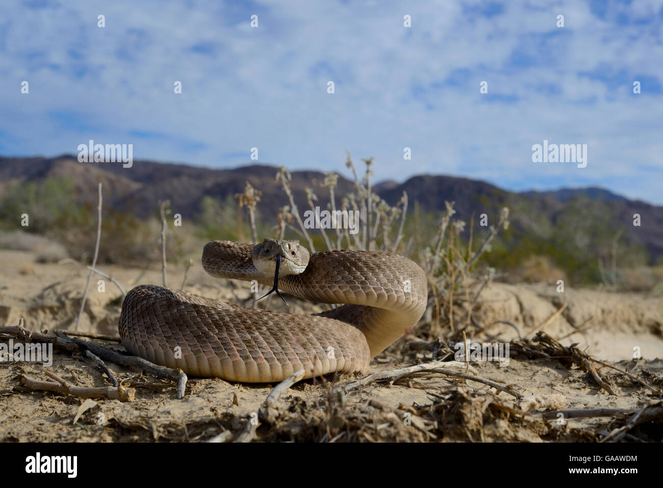 Western diamondback rattlesnake (Crotalus atrox) tasting air, in habitat, Arizona, USA, October. Controlled conditions Stock Photo