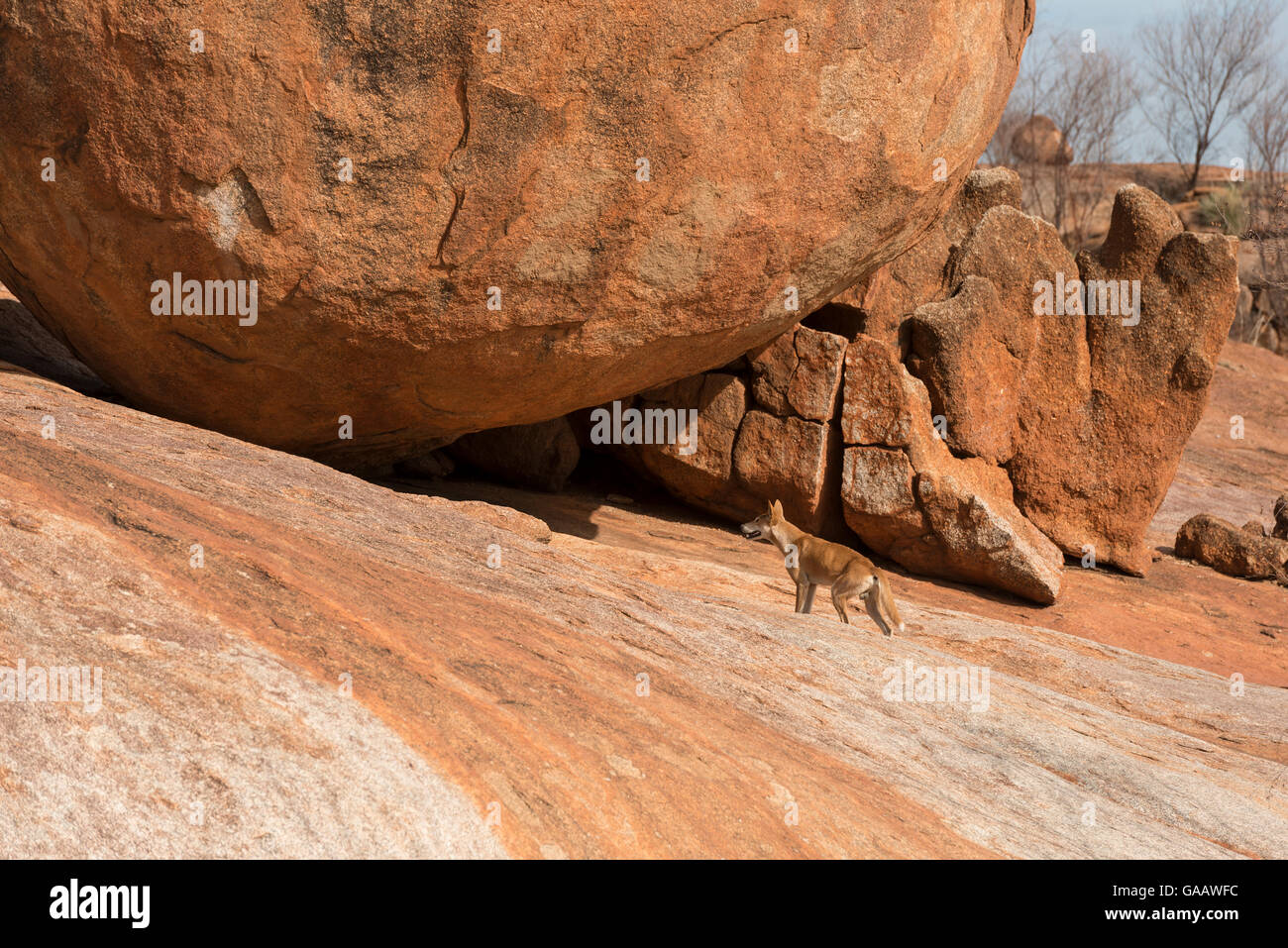 Dingo (Canis lupus dingo) at Devils Marbles, Northern Territory, Australia. Stock Photo