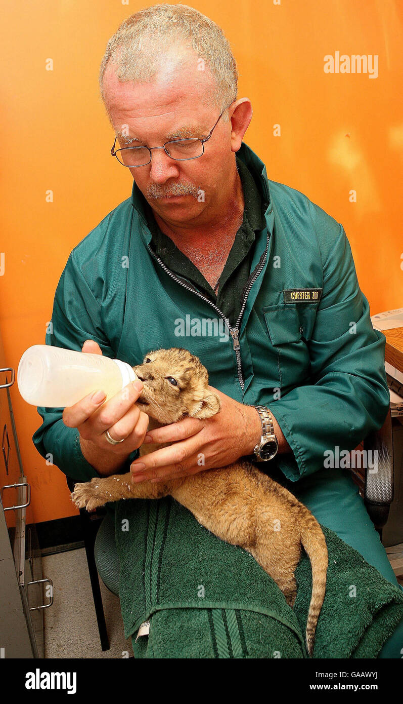 Tejas baby lion cub fed chester zoo keeper alan woodward hires stock