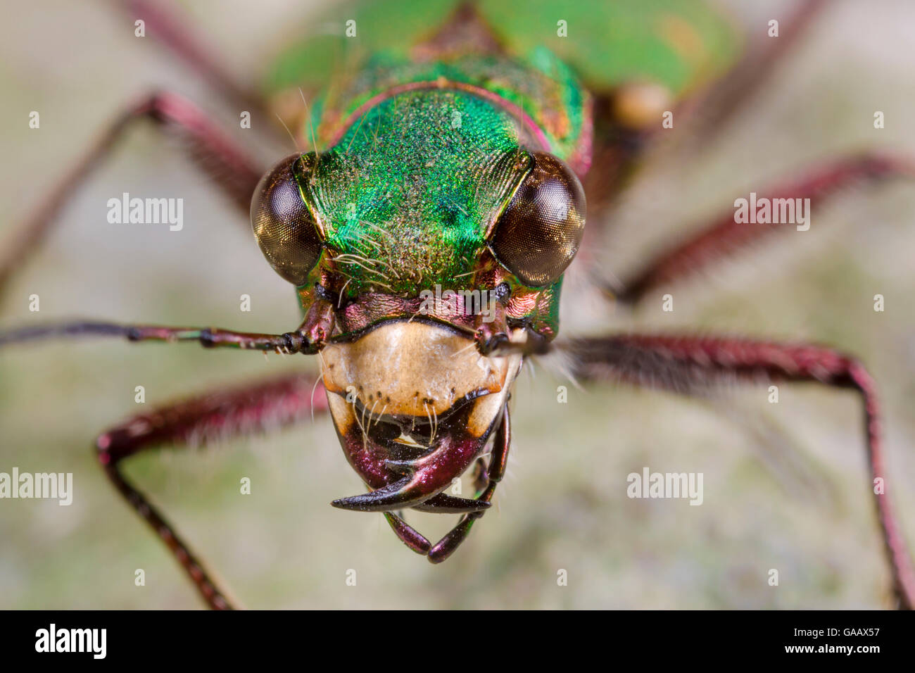 Green tiger beetle (Cicindela campestris) close up portrait, Peak District National Park, Derbyshire, UK. May. Stock Photo