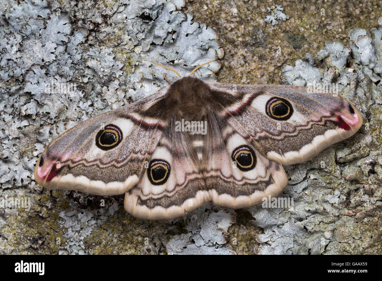 Emperor moth(Saturnia pavonia) female, Peak District National Park, UK. May. Stock Photo