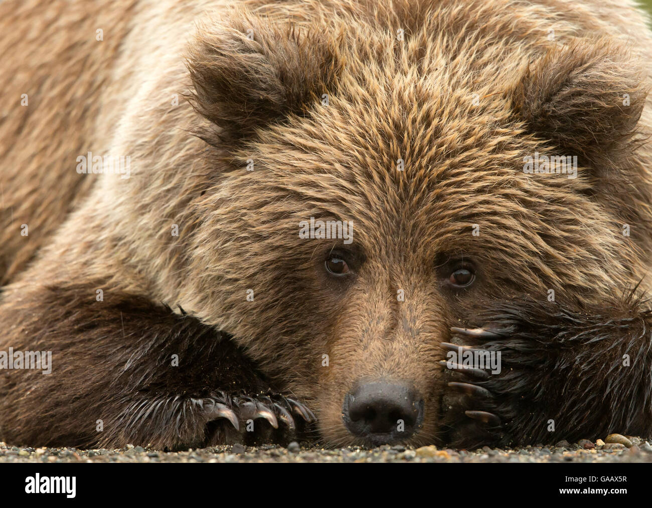 Coastal brown bear Ursus arctos - Coastal Brown Bear Ursus Arctos Resting Lake Clarke National Park GAAX5R 