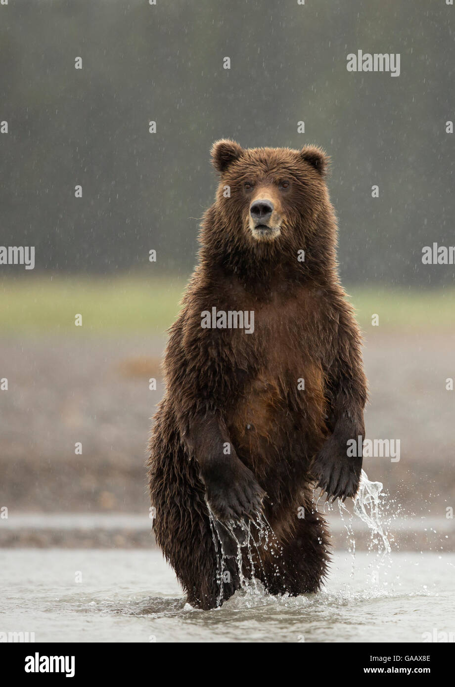 Coastal brown bear Ursus arctos - Coastal Brown Bear Ursus Arctos Standing On Hind Legs Lake Clarke GAAX8E 