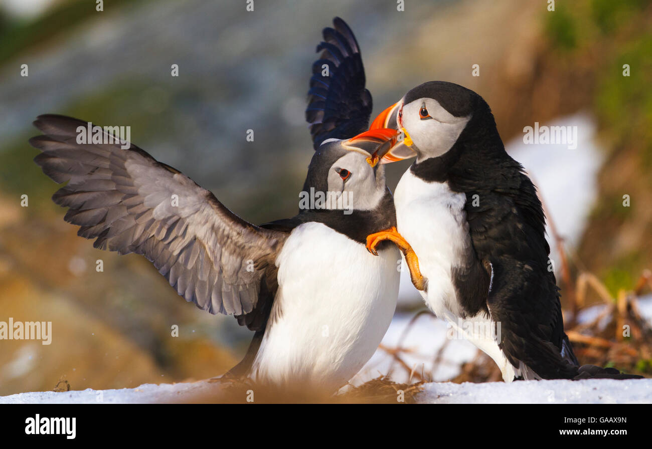 Atlantic puffin (Fratercula arctica) two birds fighting at nesting ground, Hornoya bird cliff, Finnmark, Norway. March. Stock Photo