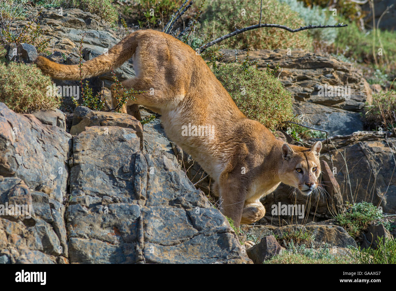 Wild puma (Puma concolor) walking across rocks, Torres del Paine National Park, Chile Stock