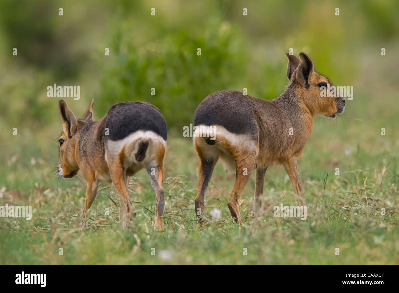 Patagonian cavy (Dolichotis patagonum ) rear view of two, La Pampa, Argentina. Stock Photo