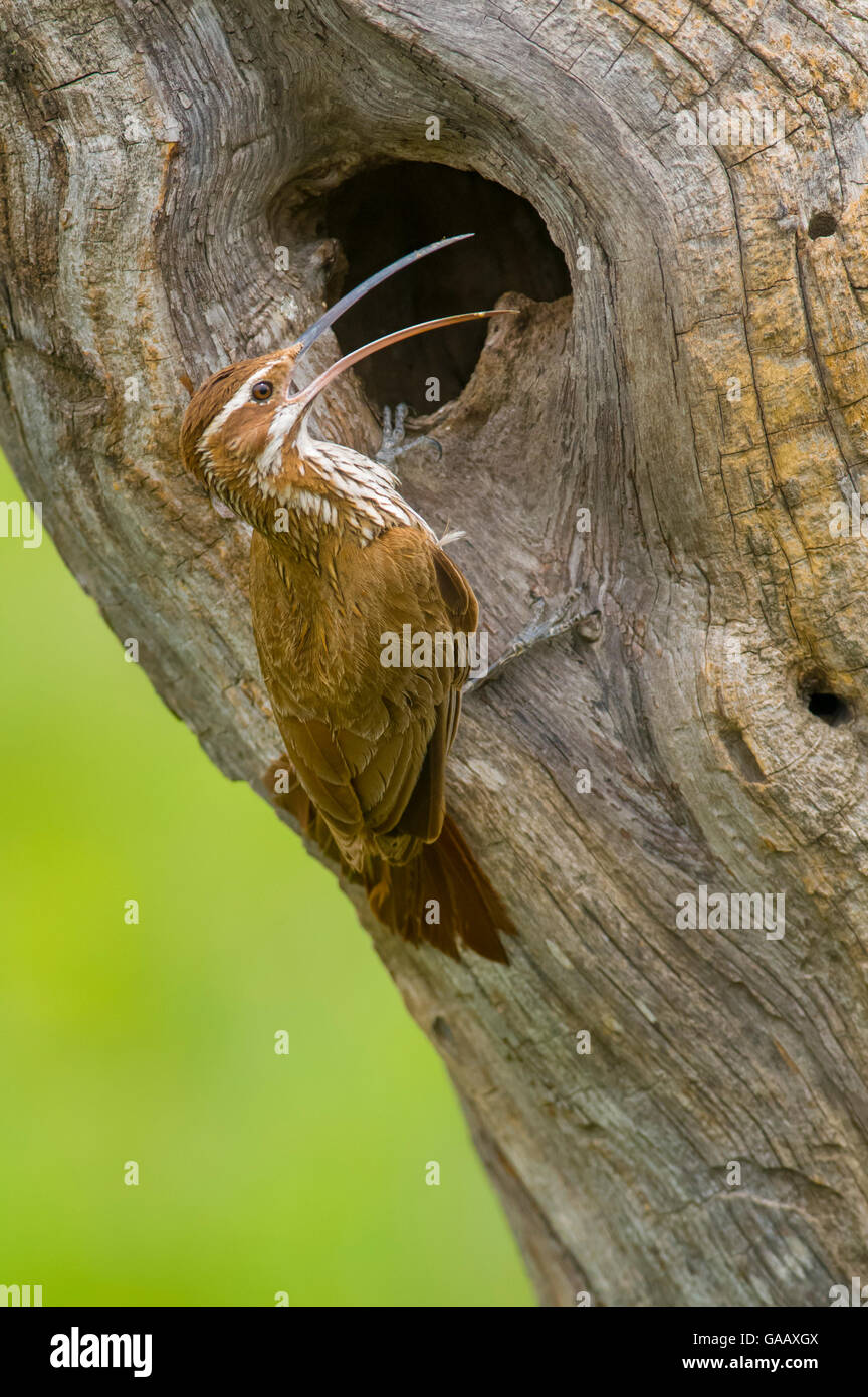 Scimitar-billed woodcreeper (Drymornis bridgesii) at nest hole, Calden forest, La Pampa, Argentina. Stock Photo