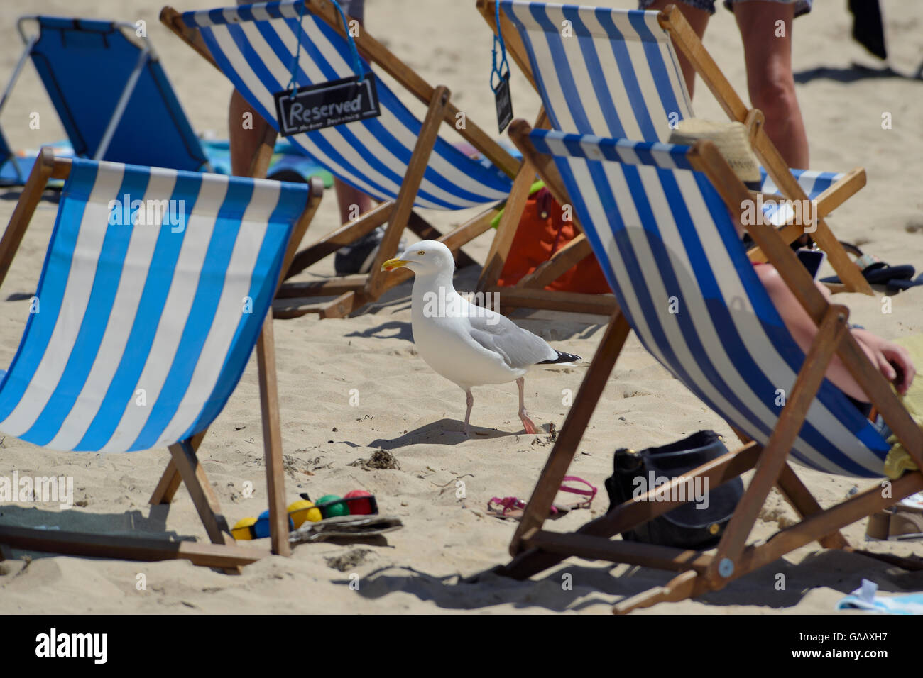 Adult Herring gull (Larus argentatus) walking among sunbathers on beach, St.Ives, Cornwall, UK, June. Editorial use only. Stock Photo