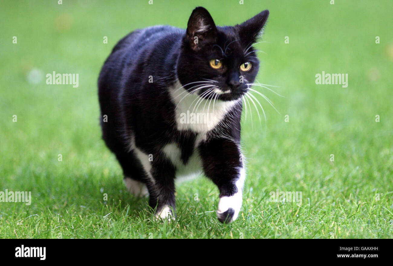 Downing Street cat. Sybil, the new cat at 10 Downing Street, London ...