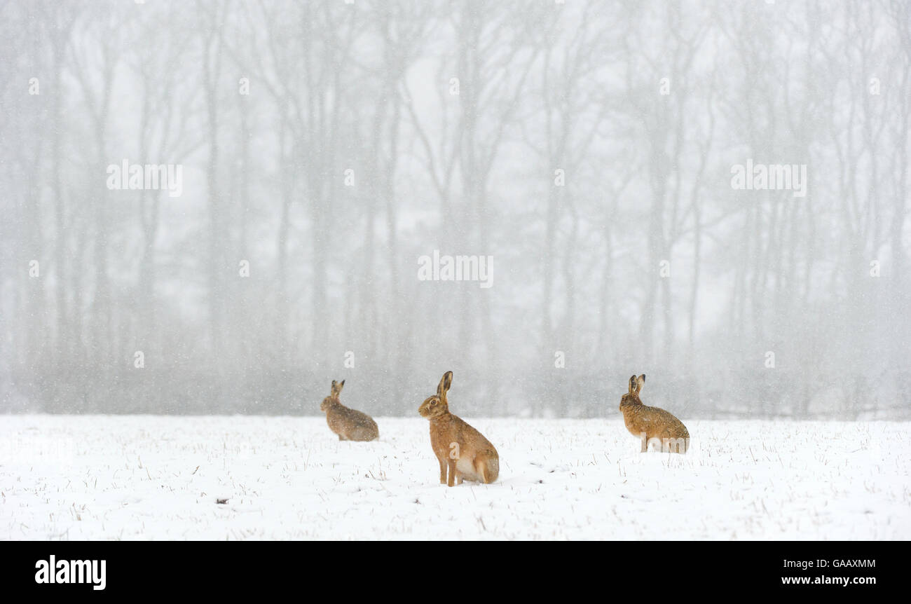 Зайцы в зимние леса Латвии