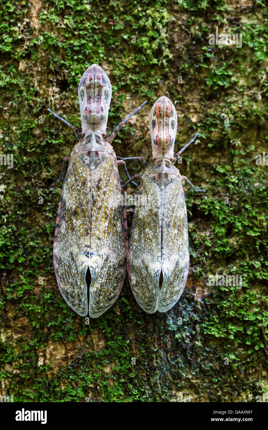 Lantern bugs (Fulgora laternaria) on tree trunk,  Panguana Reserve, Peru. Stock Photo