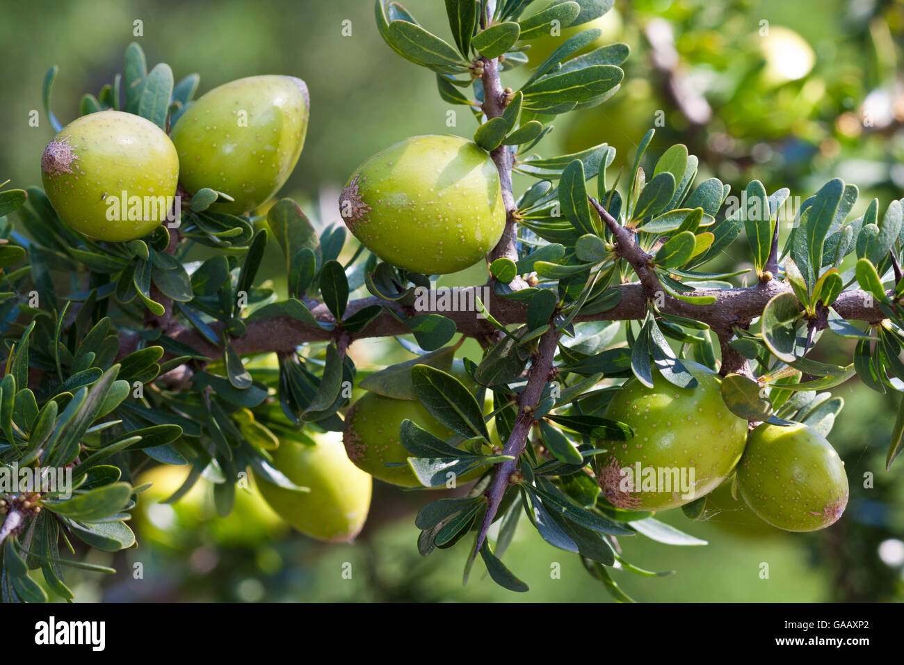 Argan tree (Argania spinosa) fruits, cultivated plant, endemic to ...