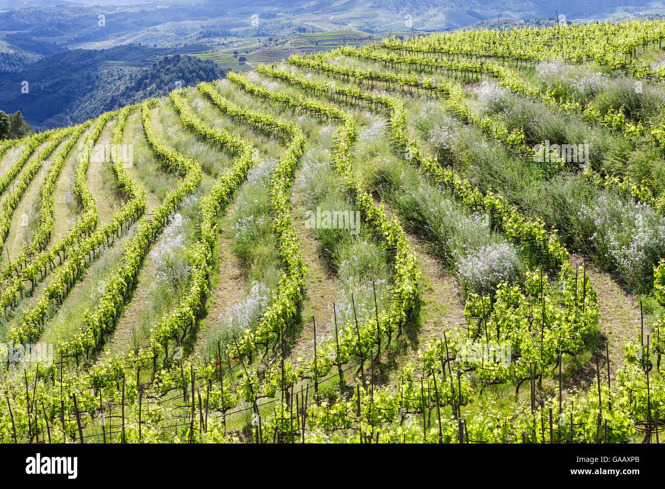 Vineyard landscape, Planes del Priorat Area of Natural Interest, Tarragona, Catalonia, Spain, May 2013. Stock Photo