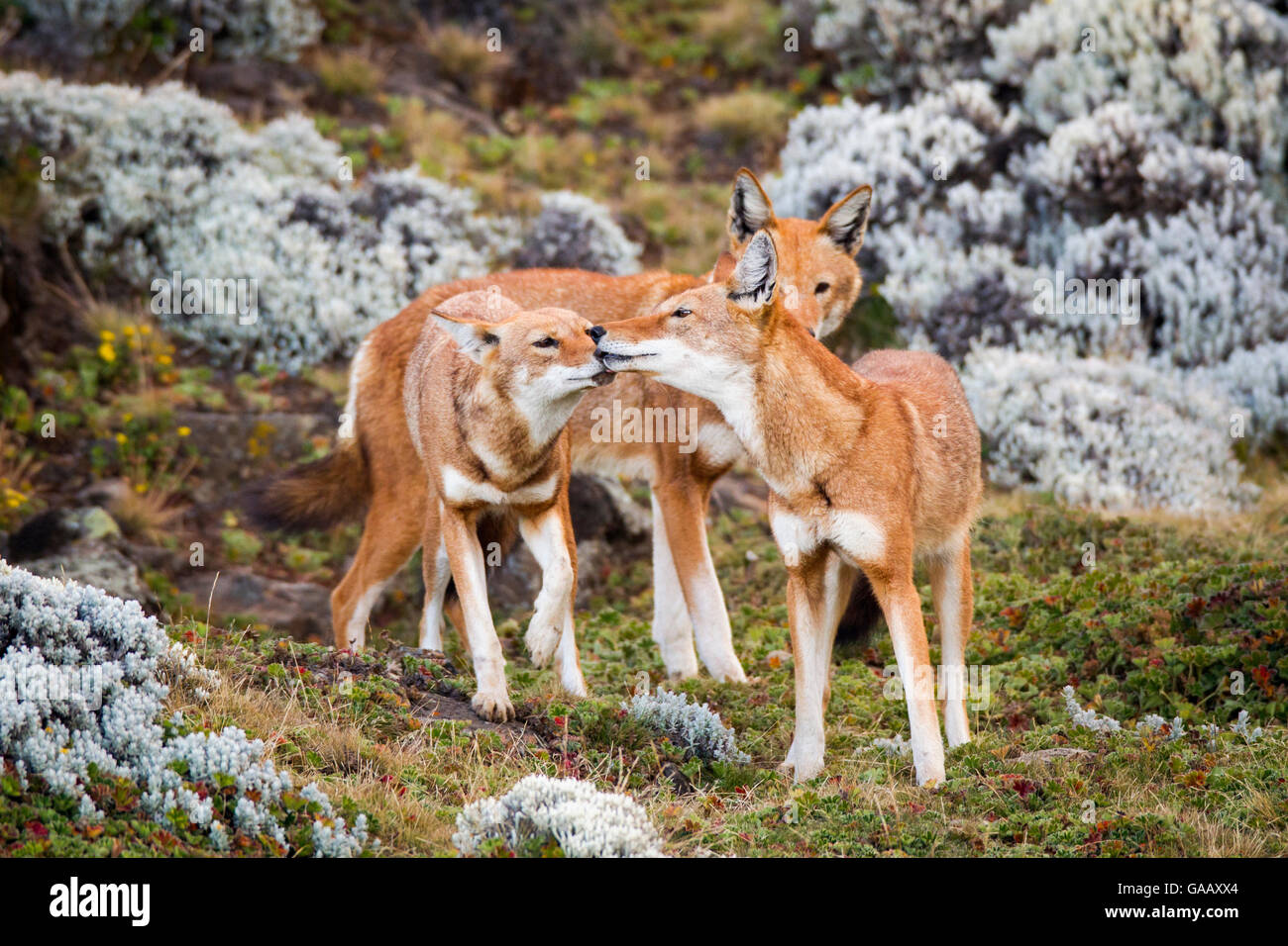 Ethiopian wolves (Canis simensis) individual from the BBC pack greeting each other after returning from hunting, Ethiopia. Stock Photo