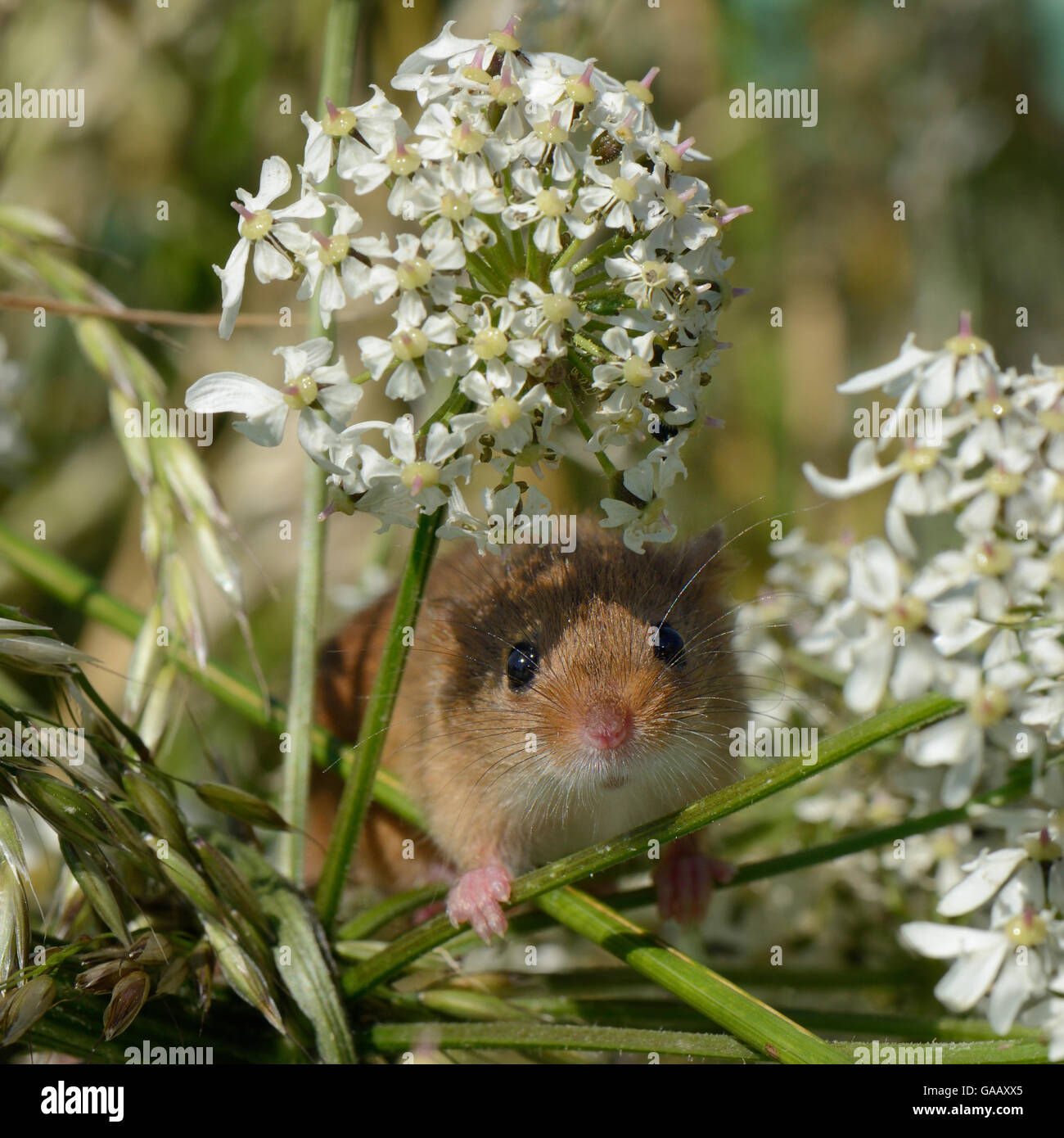 Harvest mouse (Micromys minutus) on Common hogweed (Heracleum sphondylium) flowerhead after release, Moulton, Northampton, UK, June. Stock Photo