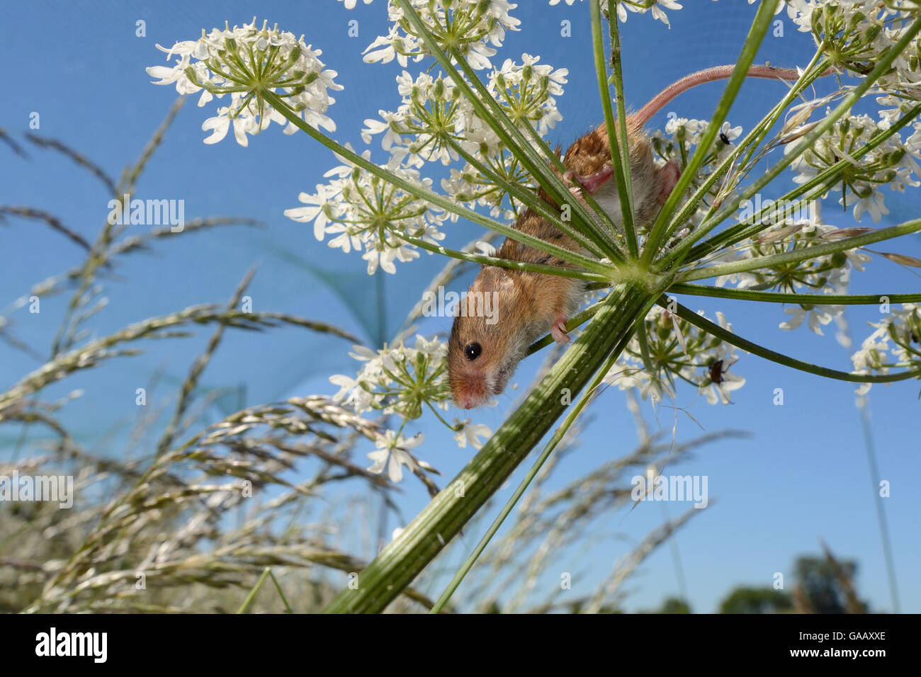 Harvest mouse (Micromys minutus) on Common hogweed (Heracleum sphondylium) flowerhead after release, Moulton, Northampton, UK, June. Stock Photo