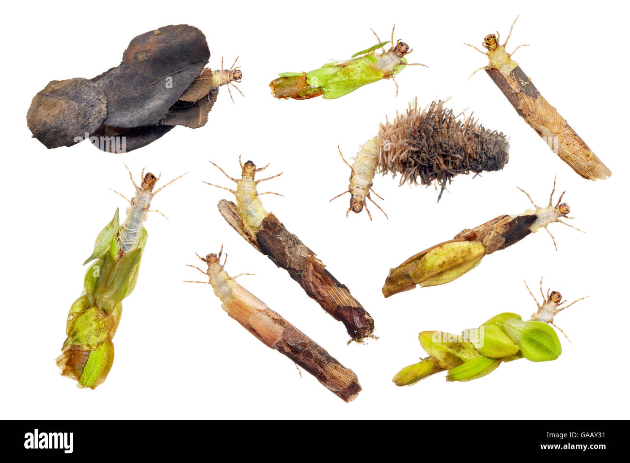 Composite of Caddisfly (Trichoptera) larva and cases, Worcestershire