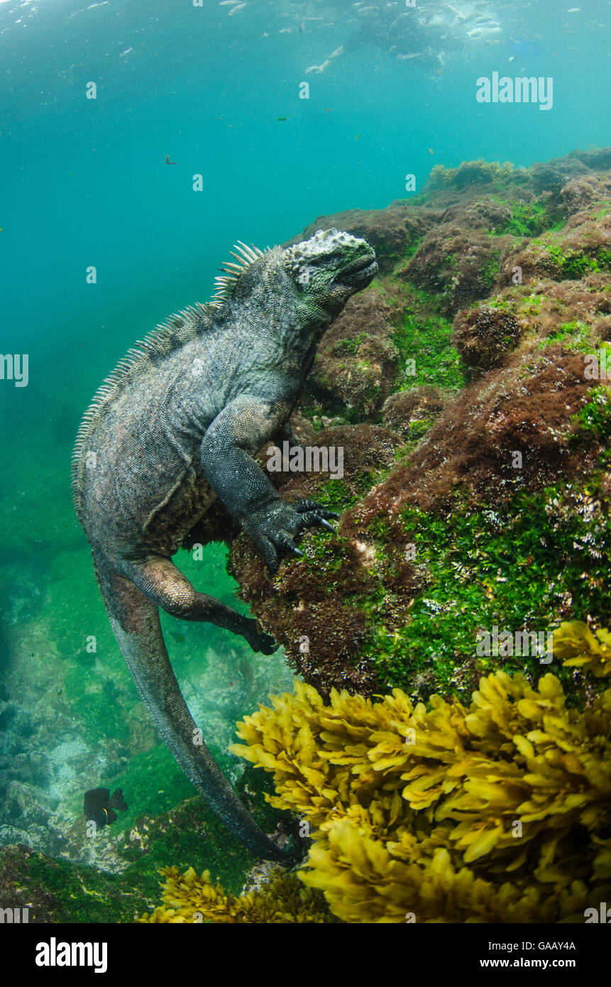 Marine iguana (Amblyrhynchus cristatus) underwater. Fernandina Island. Galapagos, Endemic Species. Stock Photo