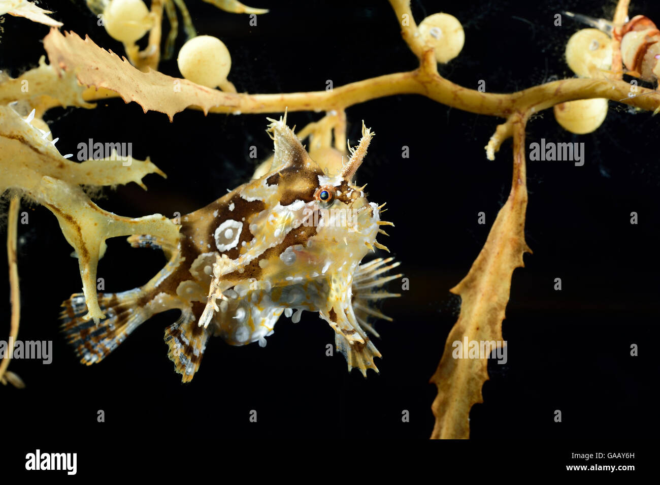 Sargassum fish (Histrio histrio) in Broad-toothed gulfweed (Sargassum fluitans) Sargassum Community. Sargasso Sea, Bermuda Stock Photo