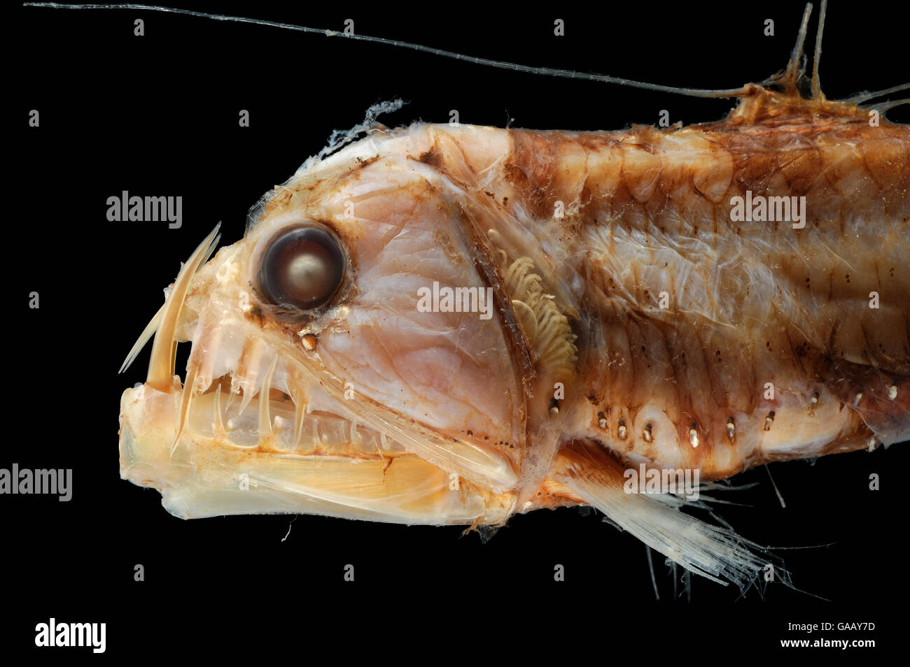 Deepsea Viperfish (Chauliodus sloani) specimen from the North Atlantic near the North West of Spain, at a dept of 560-580m. Stock Photo