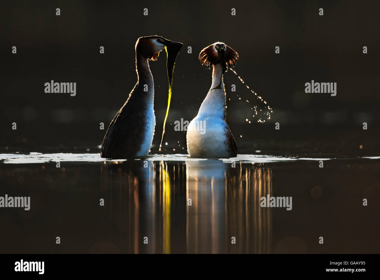 Great crested grebe (Podiceps cristatus cristatus) courtship dance at dawn, Cardiff, UK, March. Stock Photo