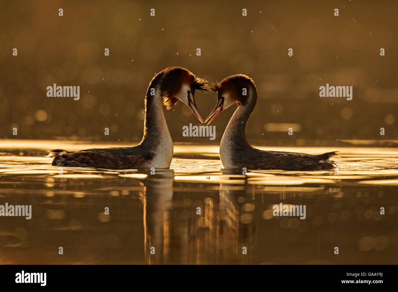 Great crested grebe (Podiceps cristatus cristatus) courtship dance at dawn, Cardiff, UK, March. Great crested grebe (Podiceps cristatus cristatus) courtship dance at dawn, Cardiff, UK, March. Highly Commended in the Animal Behaviour Category of the BWPA Competition 2015. Stock Photo