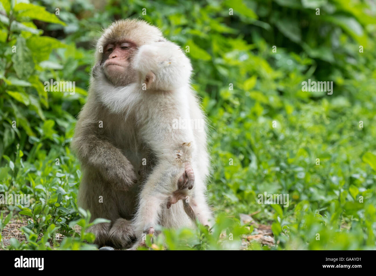 Japanese macaque (Macaca fuscata fuscata) mother with rare white furred male baby, Jigokudani Valley,  Nagano Prefecture, Japan. June. Stock Photo