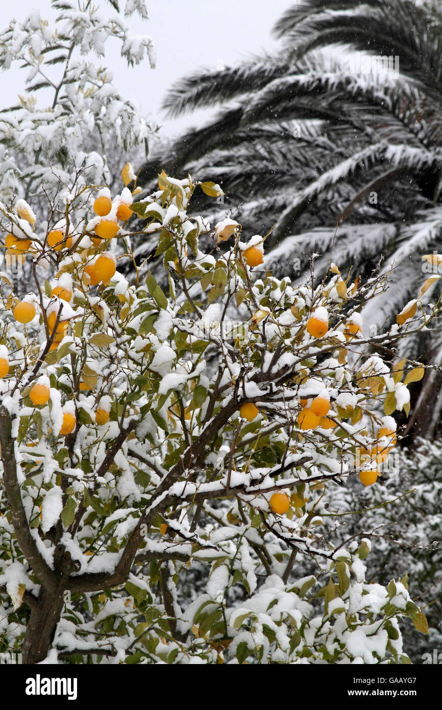 Lemon tree (Citrus limon) covered in snow, Var, Provence, France