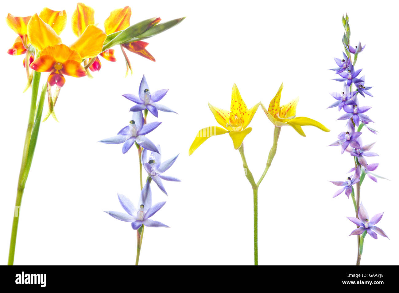 Variety of orchids from the Banksia Woodland, Swan Coastal Plain. Including Pansy orchid (Diuris magnifica), Slender sun orchid (Thelymitra vulgaris), Cowslip orchid (Caladenia flava), Plain sun orchid (Thelymitra paludosa) Swan Coastal Plain, Australia, November. Composite. Stock Photo
