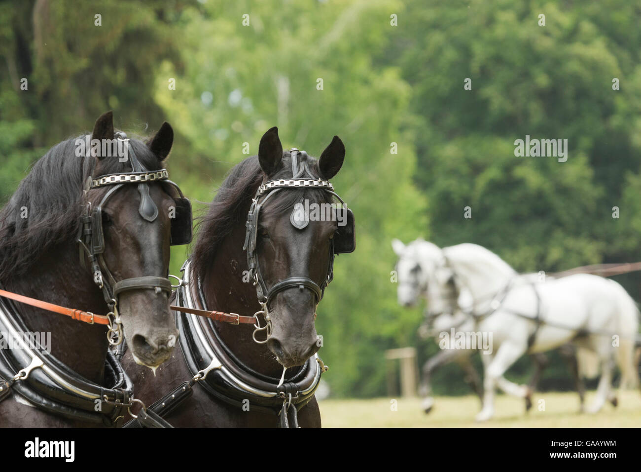 Headshot of two rare black Kladruber stallions, harnessed for driving, at the Great Riding festival, in Slatinany national stud, Pardubice Region, Czech Republic. June 2015. Stock Photo