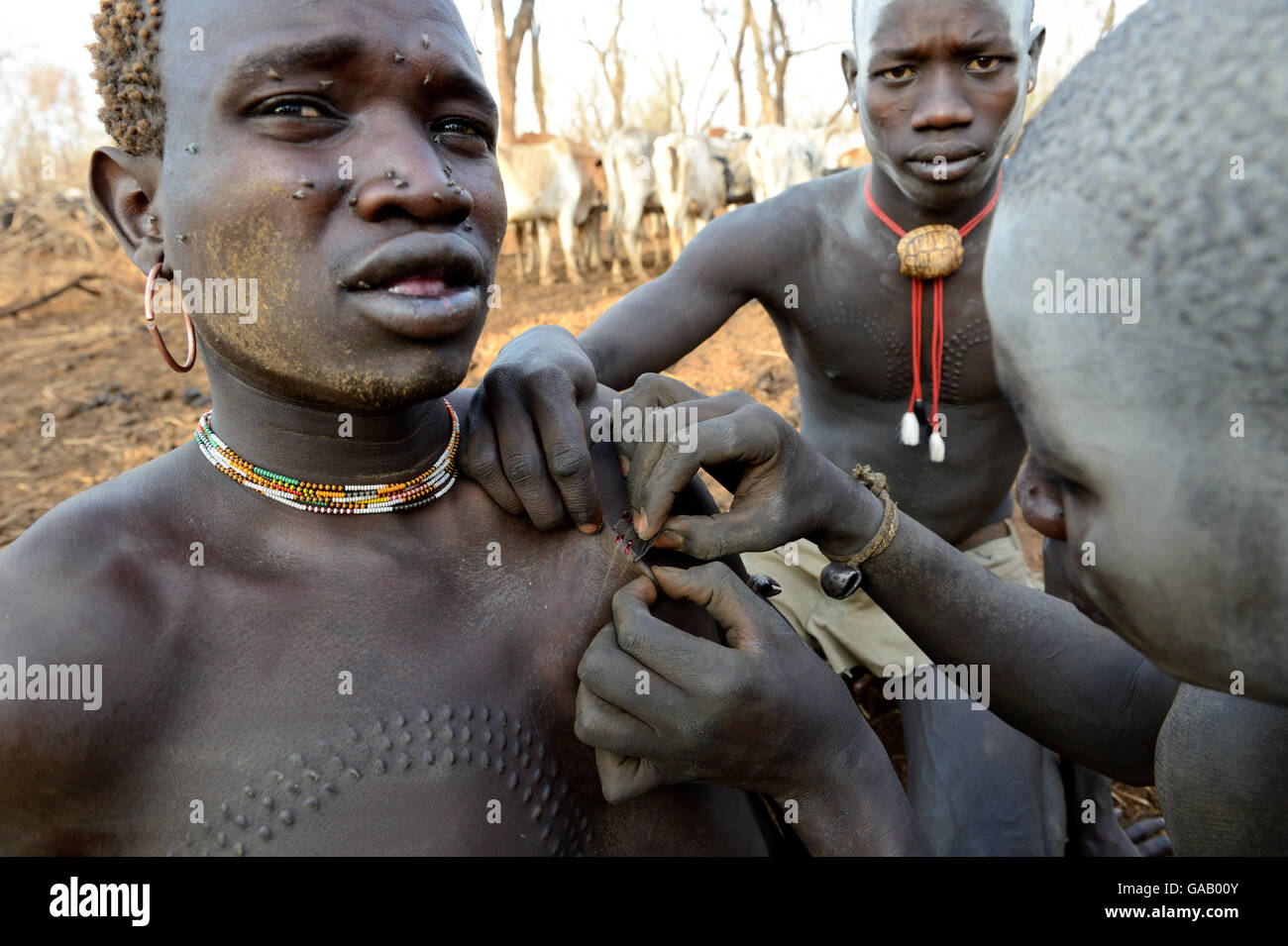 Young man from the Bodi Tribe  having new scars made on his chest with razor blade,  to make decorative skin scarifications. Omo Valley,  Ethiopia, March 2015. Stock Photo