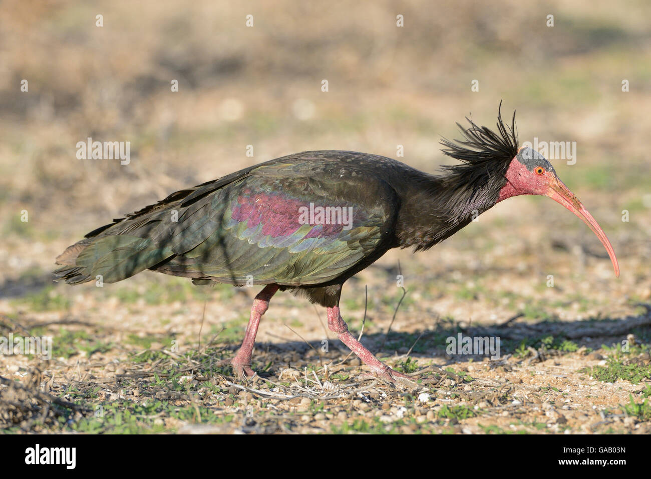 Northern bald ibis (Geronticus eremita) feeding, Morocco, Critically endangered species. Stock Photo