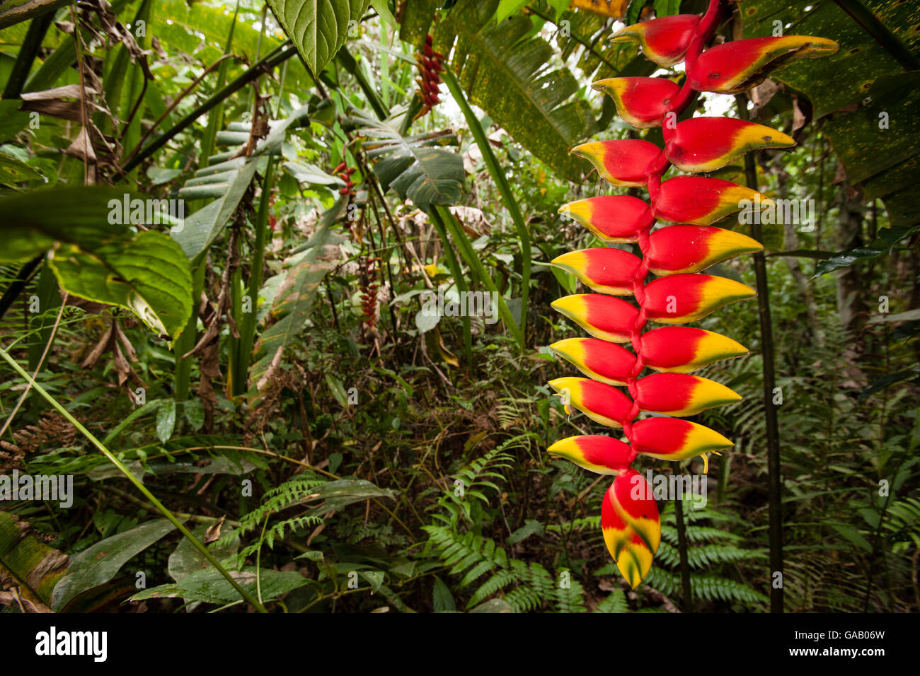 Heleconia flower (Heliconia rostrata) Amazon, Peru. Stock Photo