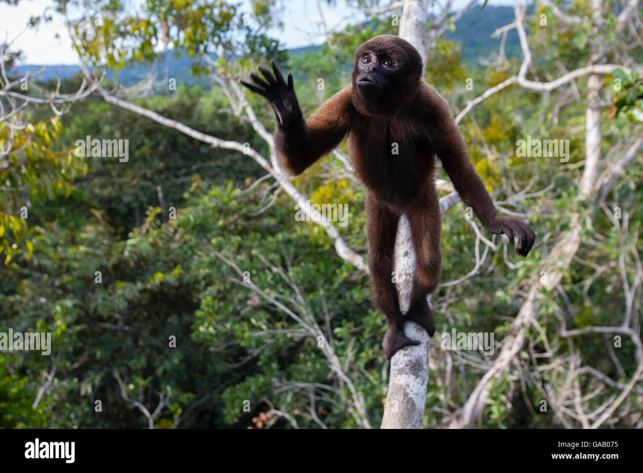 Common woolly monkey (Lagothrix lagotricha) reaching forward, Ikamaperou Sanctuary, Amazon, Peru. Stock Photo
