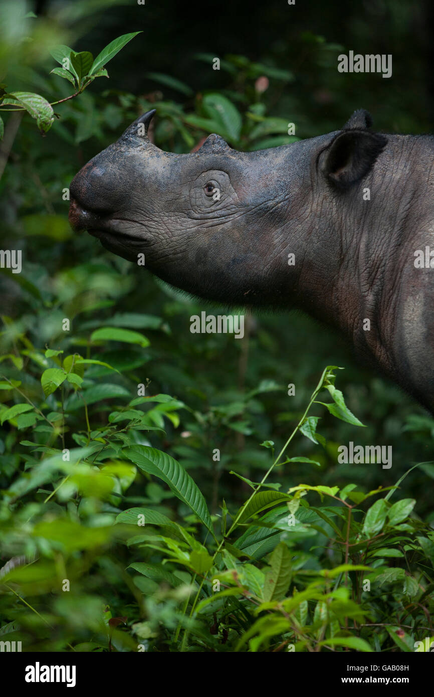 Sumatra rhino hi-res stock photography and images - Alamy