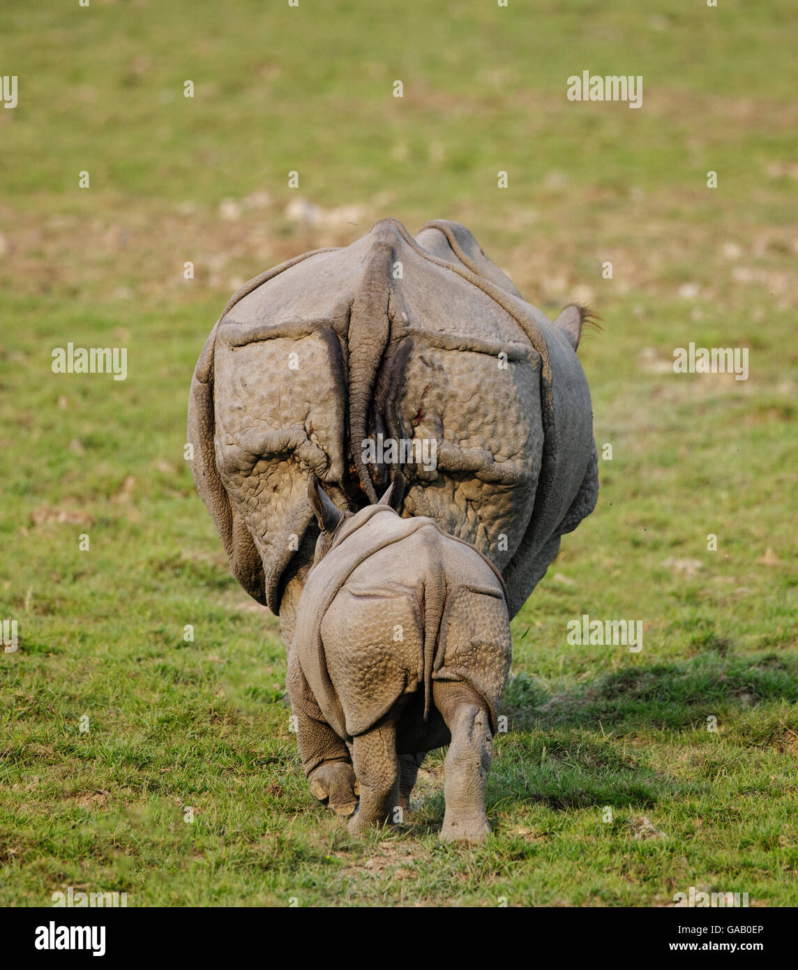Indian rhinoceros (Rhinoceros unicornis) mother and calf, rear view. Kaziranga National Park, Assam, India. Vulnerable species Stock Photo