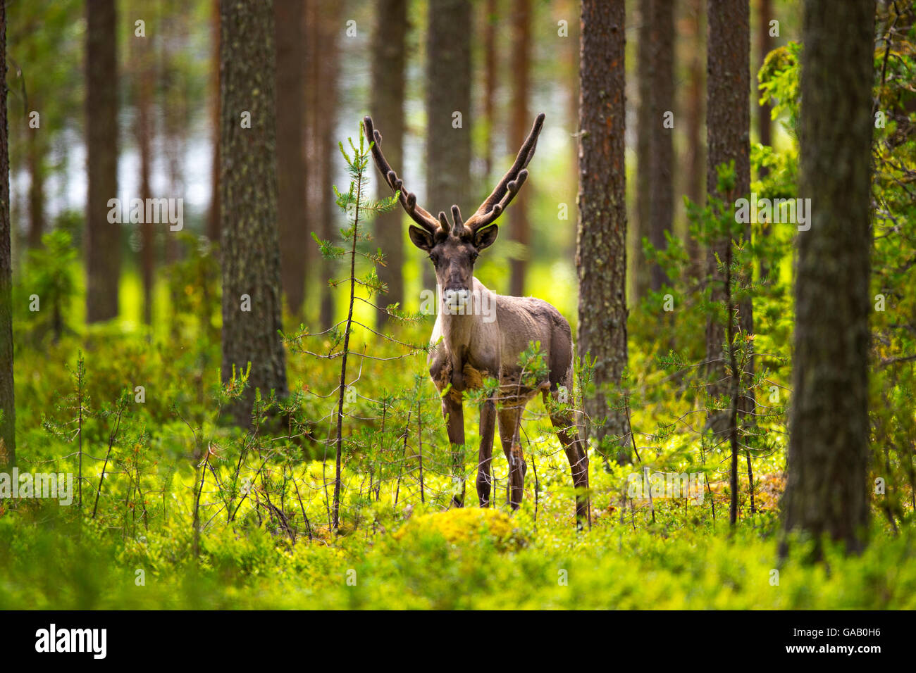 Forest reindeer, (Rangifer tarandus fennicus) Viiksimo, Kuhmo region. Finland, July. Rare subspecies which were nearly extinct in the 19th Century. Stock Photo