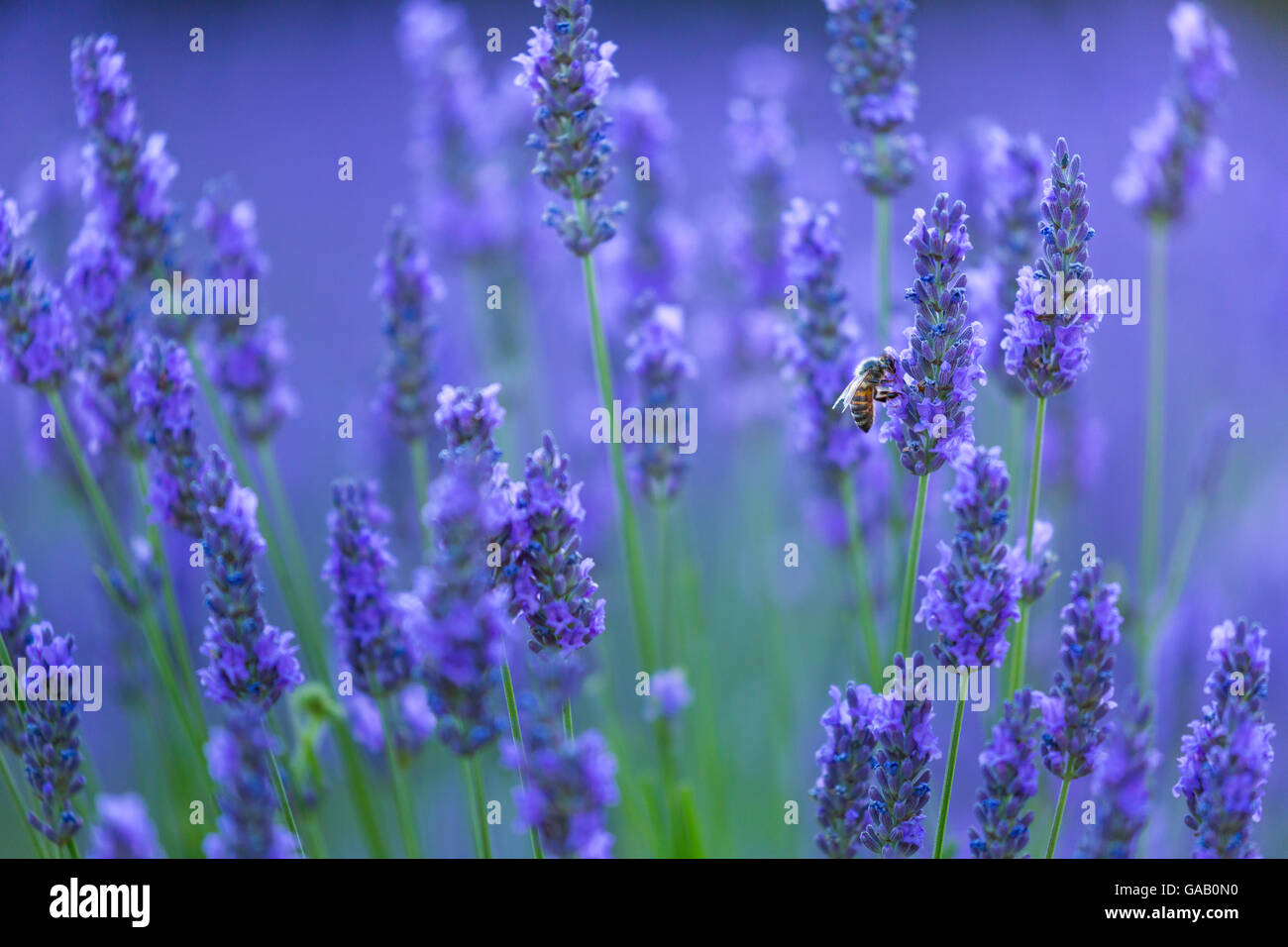 Honeybee Apis Melifera Visiting Lavender Lavendula Angustifolia In 