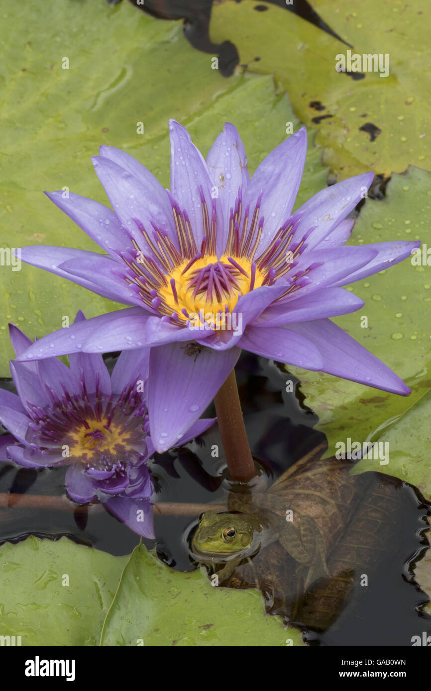 American bullfrog (Lithobates catesbeianus) swimming near Water lilies (Nymphaea sp) Washington DC, USA. July. Stock Photo