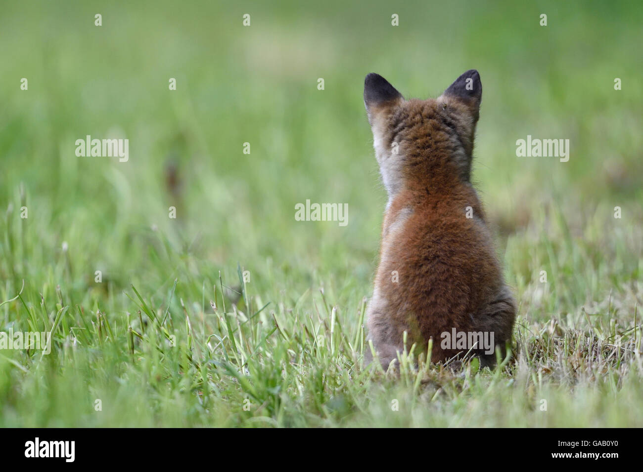 Red fox (Vulpes vulpes) cub sitting, rear view, Vosges, France, May