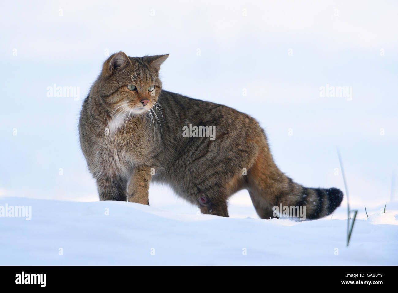 Wild cat (Felis sylvestris) in snow, Vosges, France, February Stock ...