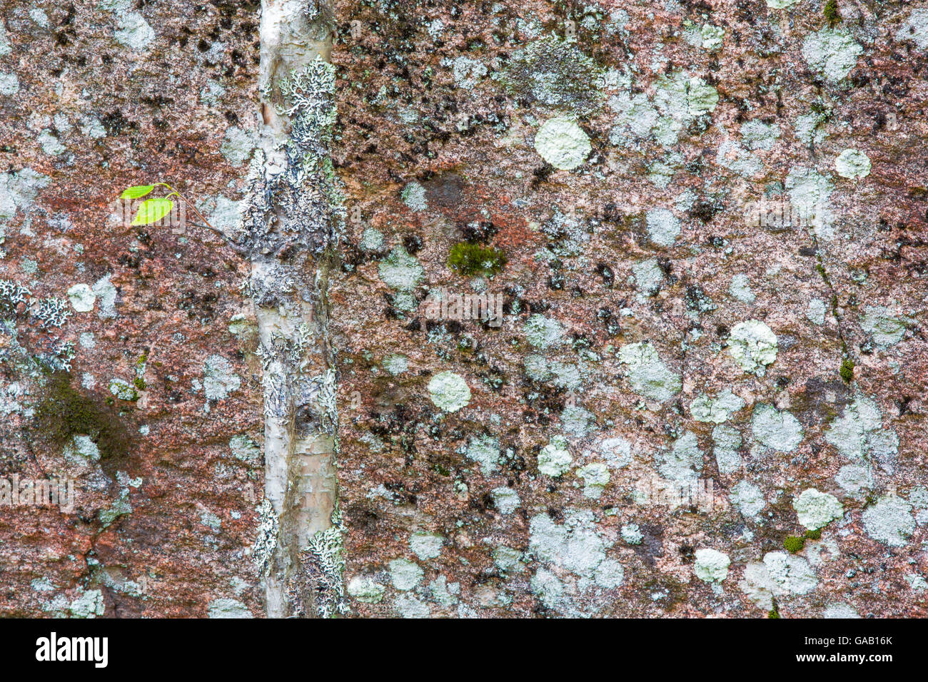 Birch tree (Betula pendula) with lichen, camouflaged against lichen covered rock face,  Muddus National Park, Sweden.  September Stock Photo