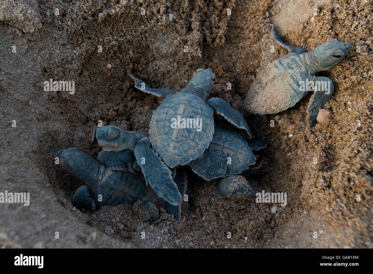 Green turtle (Chelonia mydas) hatchlings emerging from nest,  Bissagos Islands, Guinea Bissau. Endangered species. 3rd Place in Stock Photo